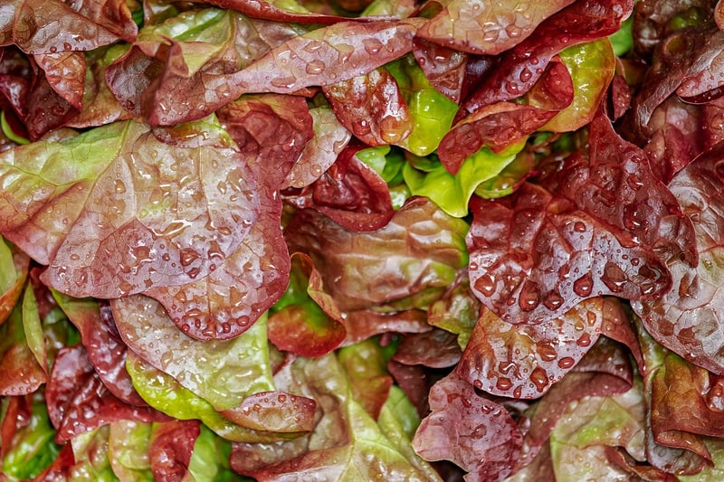 Healthy salad